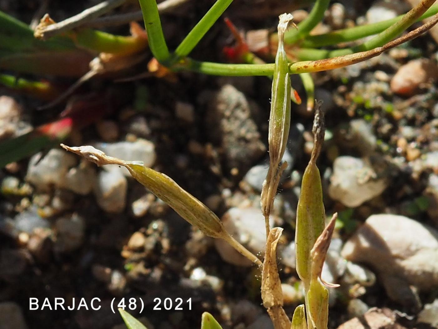 Centaury, Lesser fruit